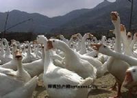 达州特产万源富硒茶（万源富硒茶厂及电话）-硒宝网