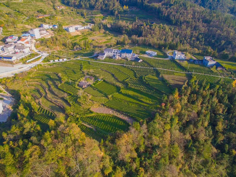 藤茶富硒标准是什么（什么是富硒藤茶）-硒宝网