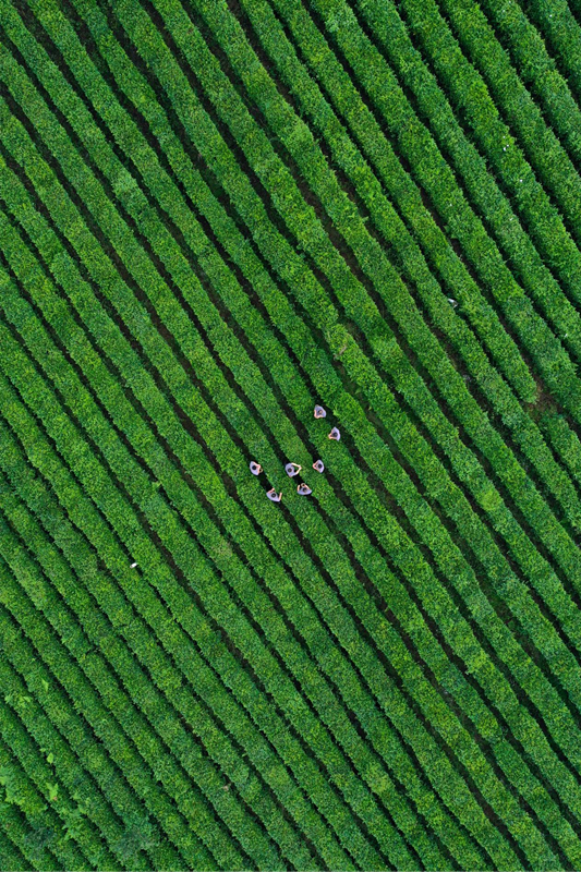 藤茶富硒标准是什么（什么是富硒藤茶）-硒宝网