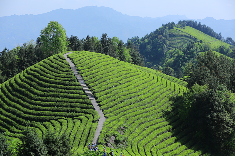 藤茶富硒标准是什么（什么是富硒藤茶）-硒宝网
