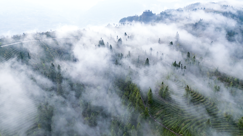 藤茶富硒标准是什么（什么是富硒藤茶）-硒宝网