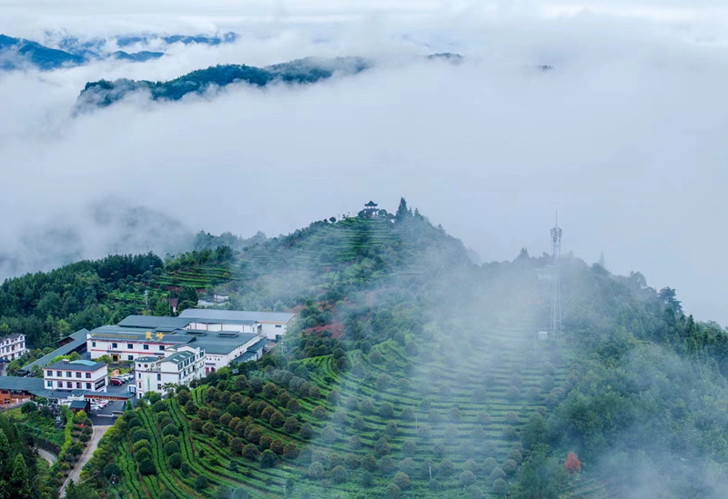 藤茶富硒标准是什么（什么是富硒藤茶）-硒宝网