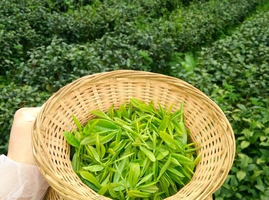 西黄山富硒茶怎么样（黄山富硒水）-硒宝网