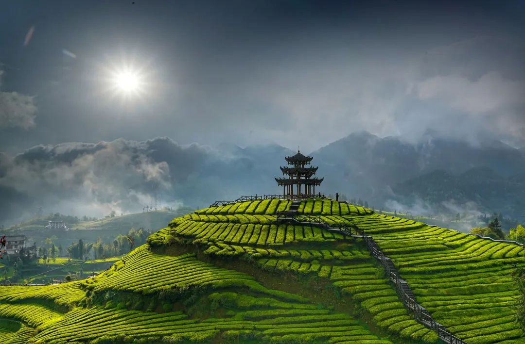 恩施富硒茶品牌价值（恩施富硒茶硒含量）-硒宝网