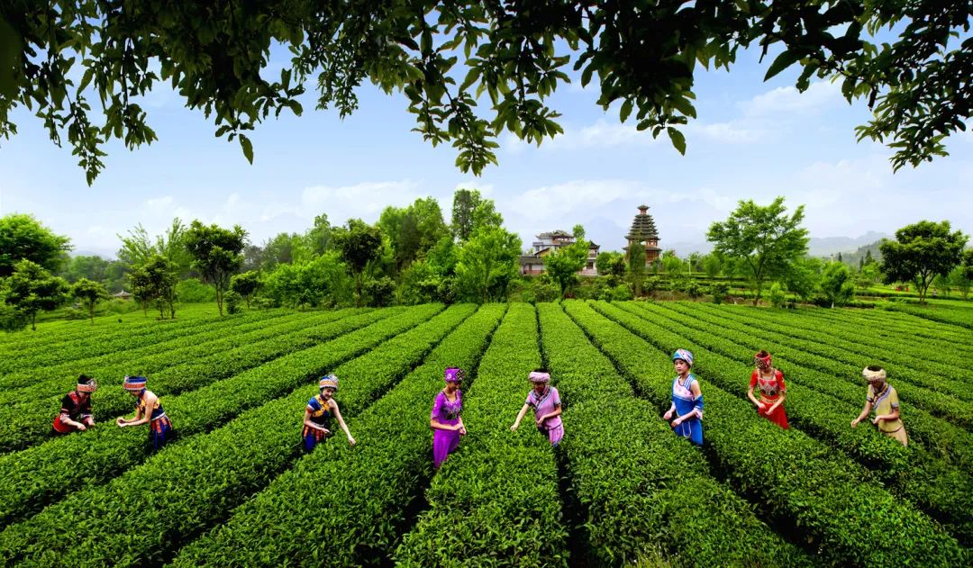 恩施富硒茶品牌价值（恩施富硒茶硒含量）-硒宝网