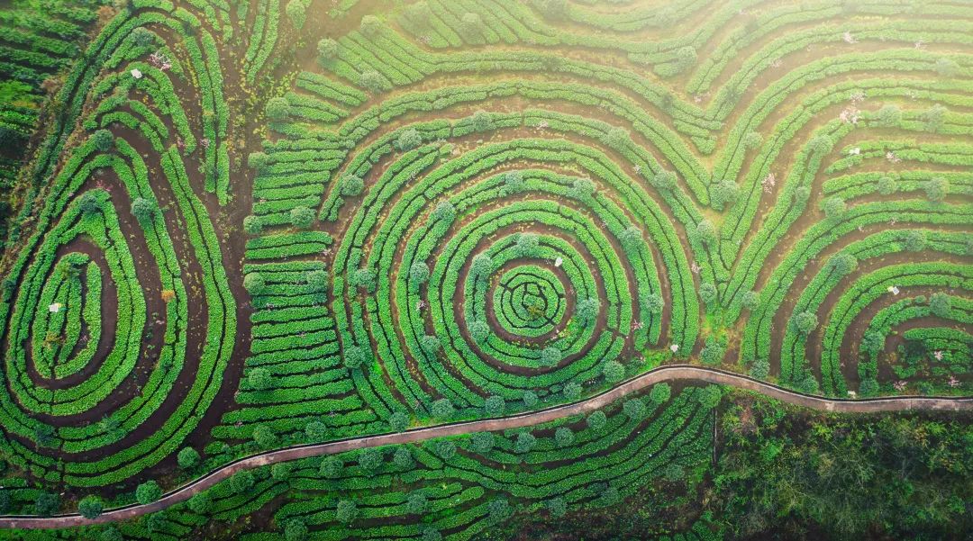 恩施富硒茶品牌价值（恩施富硒茶硒含量）-硒宝网