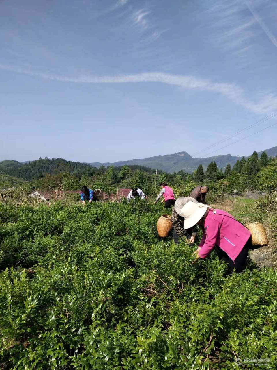 湖南张家界富硒莓茶(张家界莓茶基地)-硒宝网