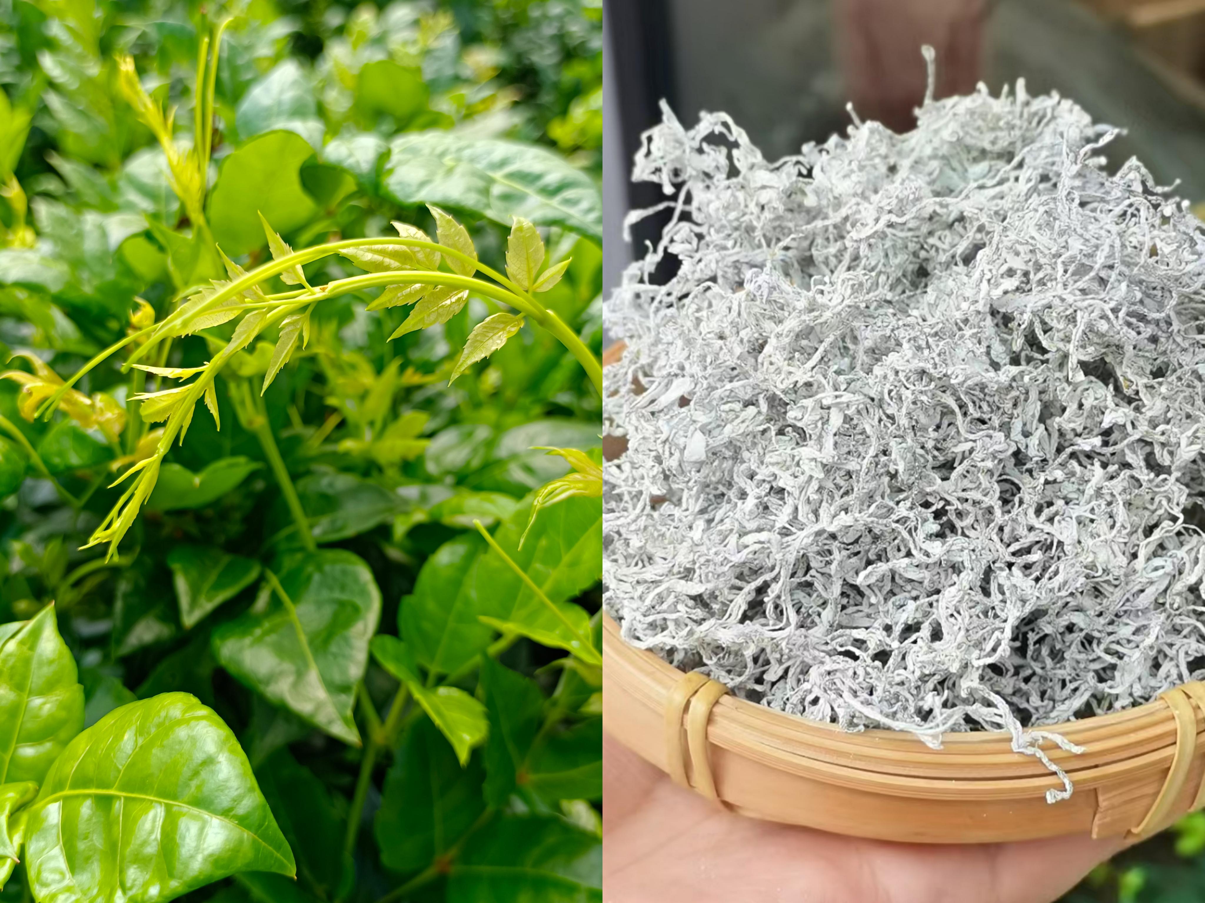 湖南张家界富硒莓茶(张家界莓茶基地)-硒宝网