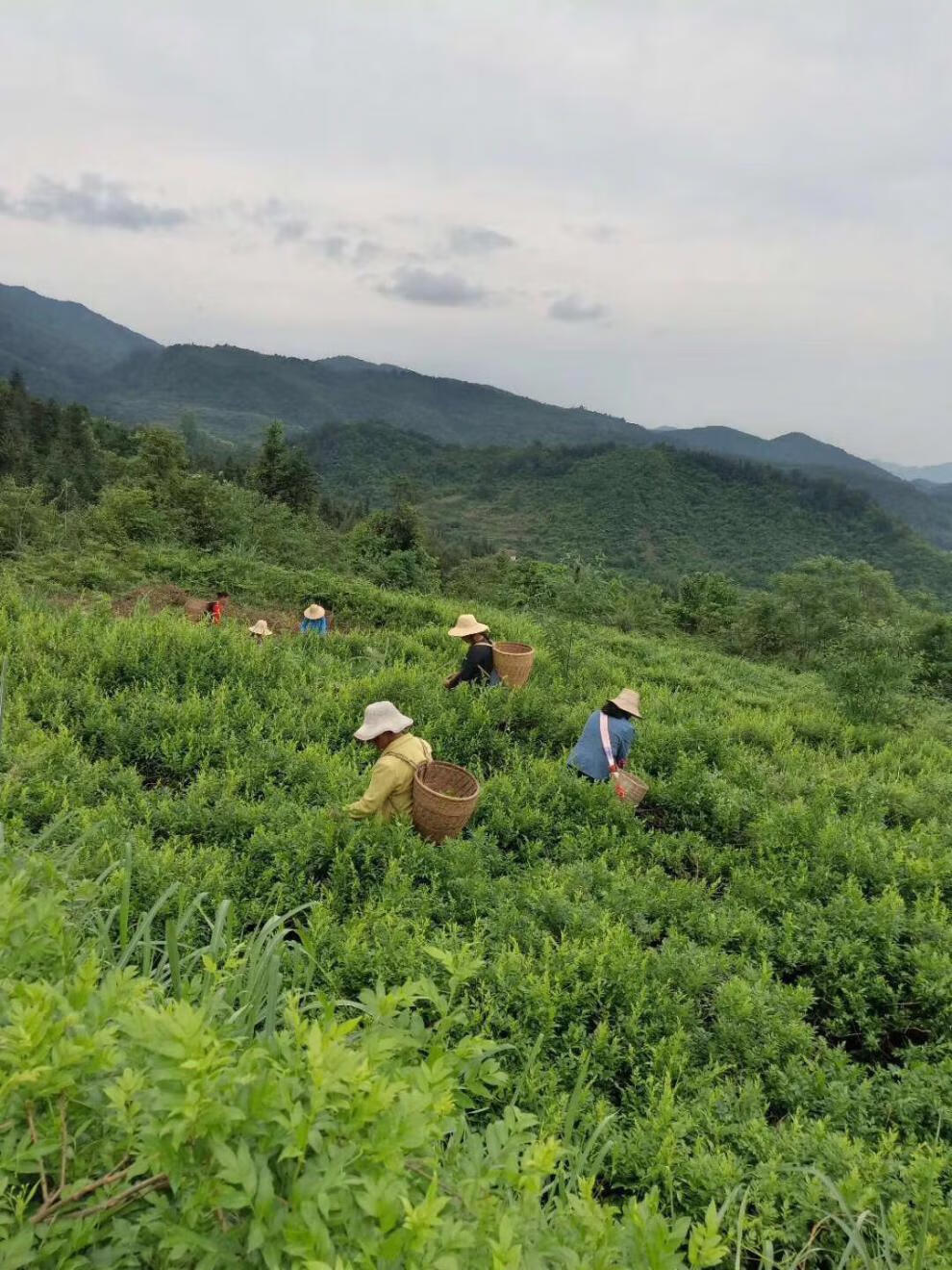 湖南张家界富硒莓茶(张家界莓茶基地)-硒宝网