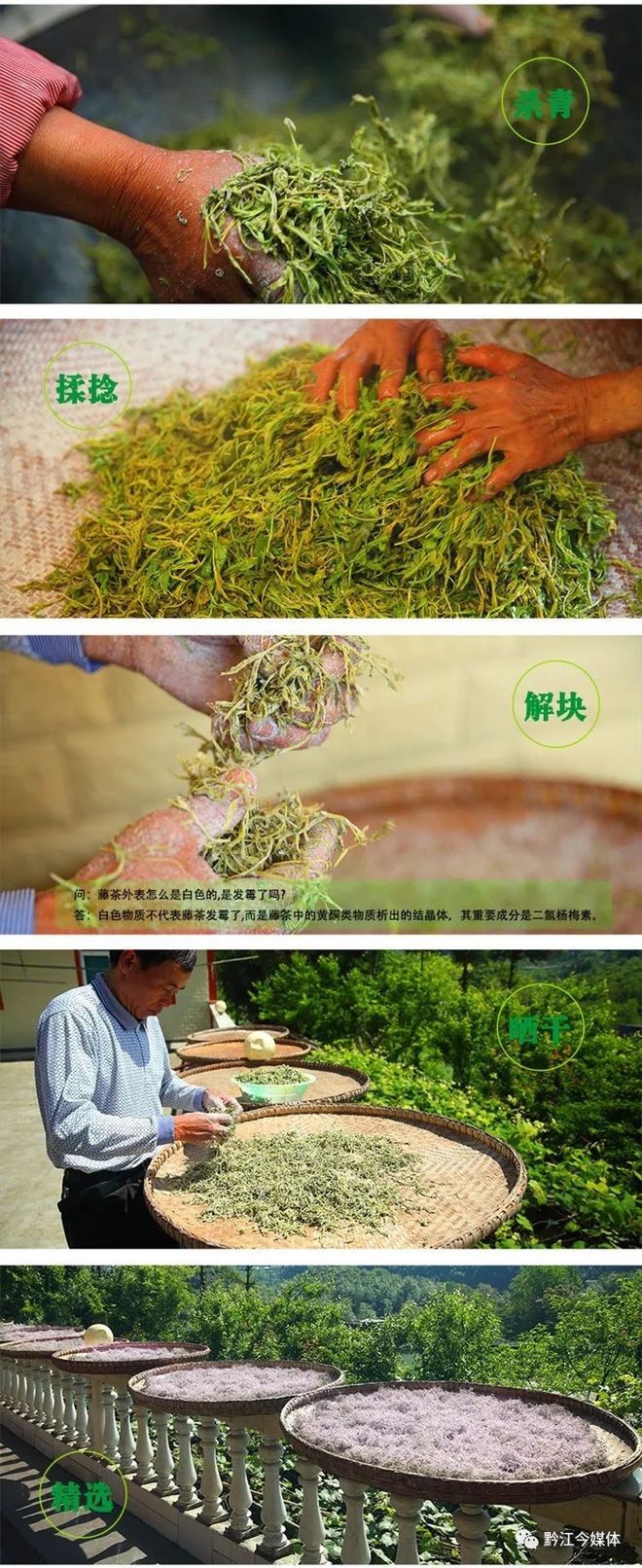 藤益生富硒藤茶直播(藤硒茶的作用)-硒宝网