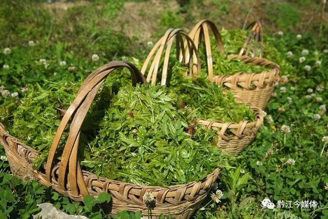 藤益生富硒藤茶直播(藤硒茶的作用)-硒宝网