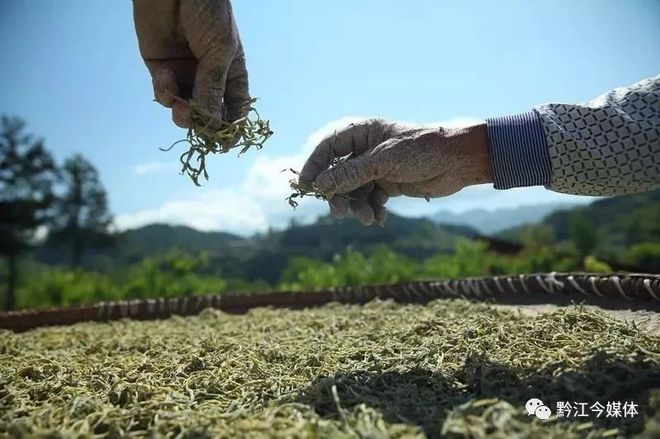 藤益生富硒藤茶直播(藤硒茶的作用)-硒宝网