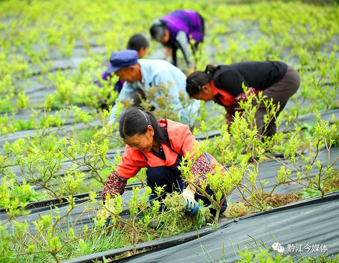 藤益生富硒藤茶直播(藤硒茶的作用)-硒宝网