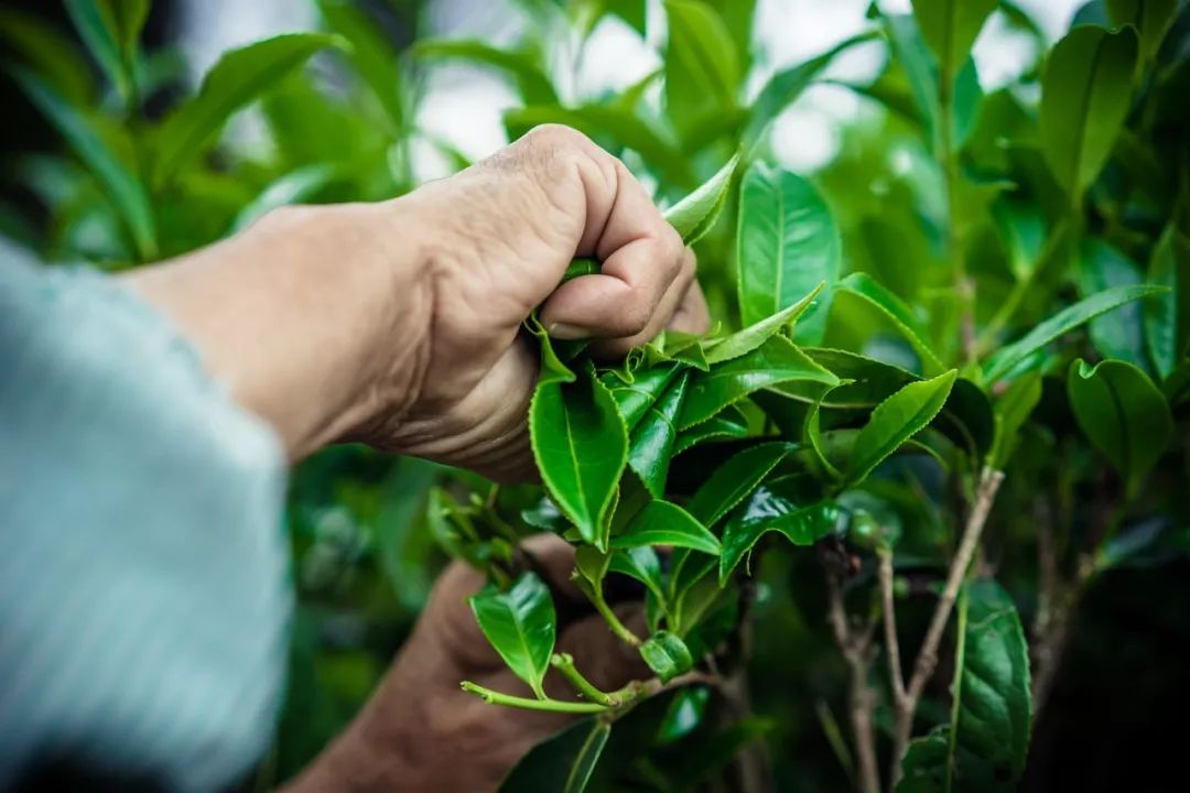 九重雾 富硒茶价格（雾茶价格富硒多少钱）-硒宝网