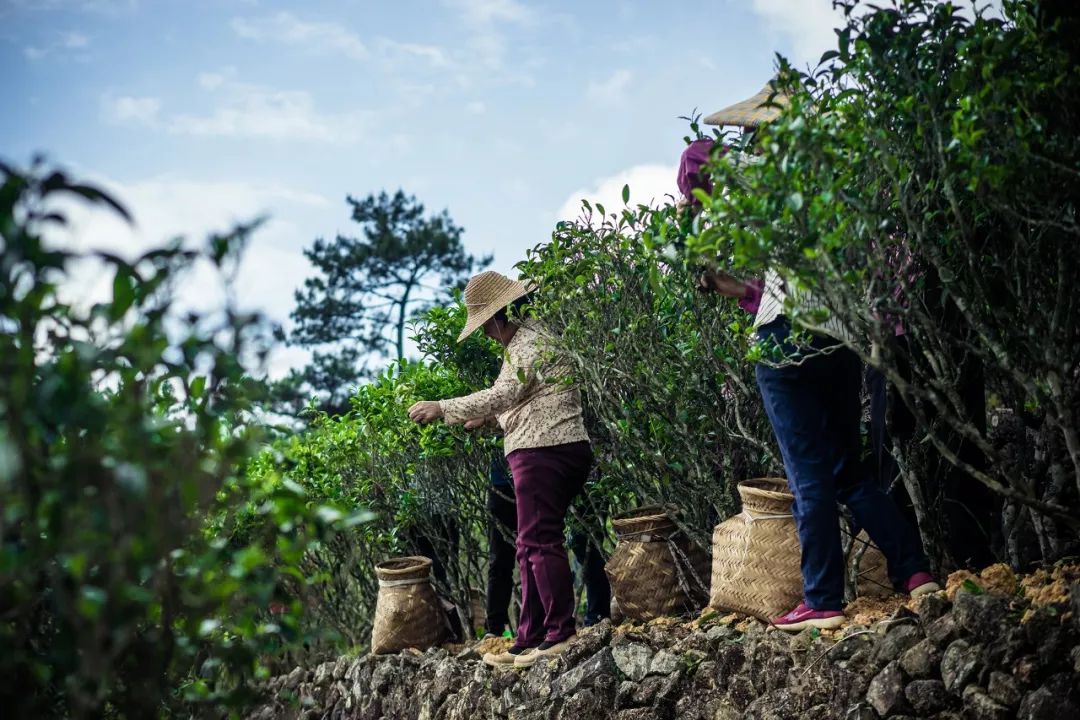 九重雾 富硒茶价格（雾茶价格富硒多少钱）-硒宝网