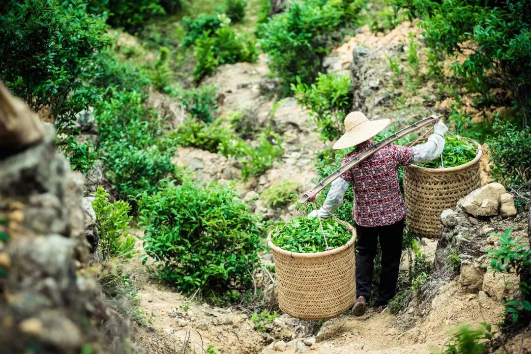 九重雾 富硒茶价格（雾茶价格富硒多少钱）-硒宝网