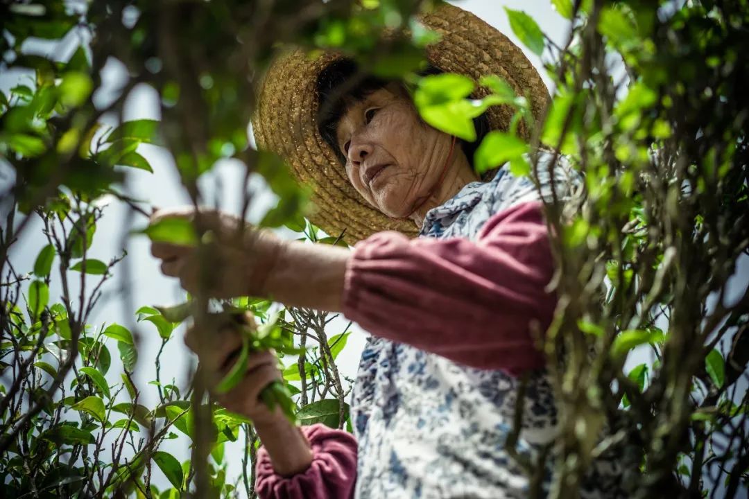 九重雾 富硒茶价格（雾茶价格富硒多少钱）-硒宝网