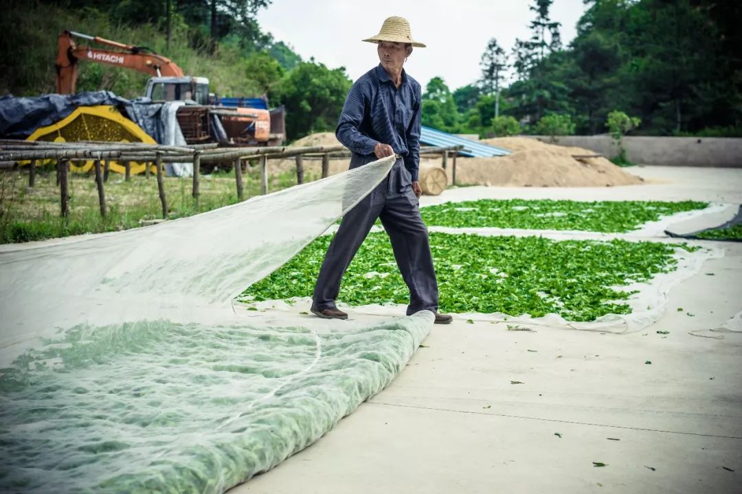 九重雾 富硒茶价格（雾茶价格富硒多少钱）-硒宝网