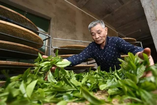 九重雾 富硒茶价格（雾茶价格富硒多少钱）-硒宝网