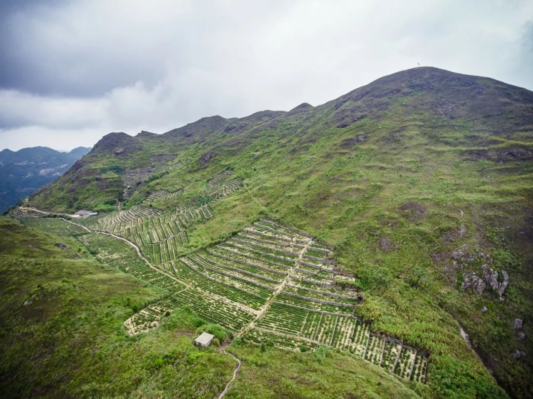 九重雾 富硒茶价格（雾茶价格富硒多少钱）-硒宝网
