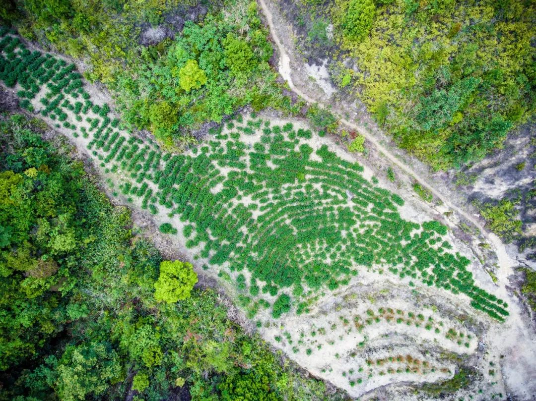 九重雾 富硒茶价格（雾茶价格富硒多少钱）-硒宝网