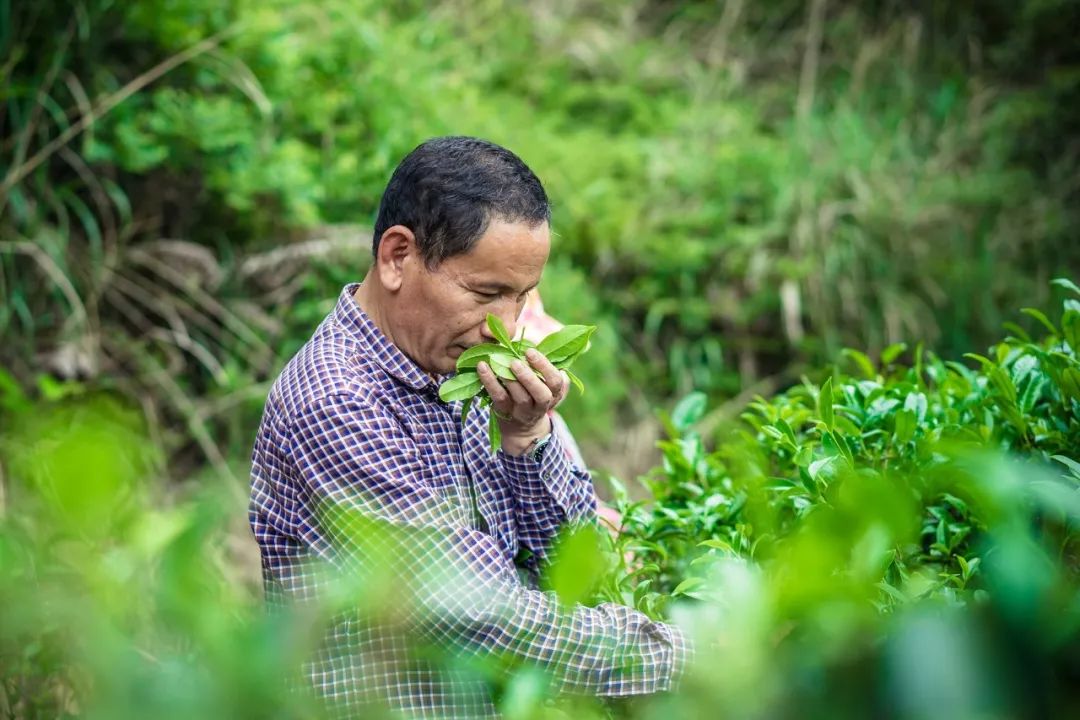 九重雾 富硒茶价格（雾茶价格富硒多少钱）-硒宝网