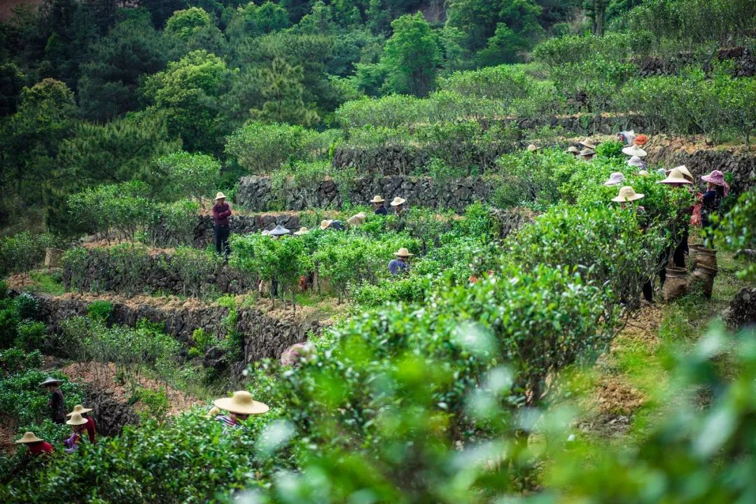 九重雾 富硒茶价格（雾茶价格富硒多少钱）-硒宝网