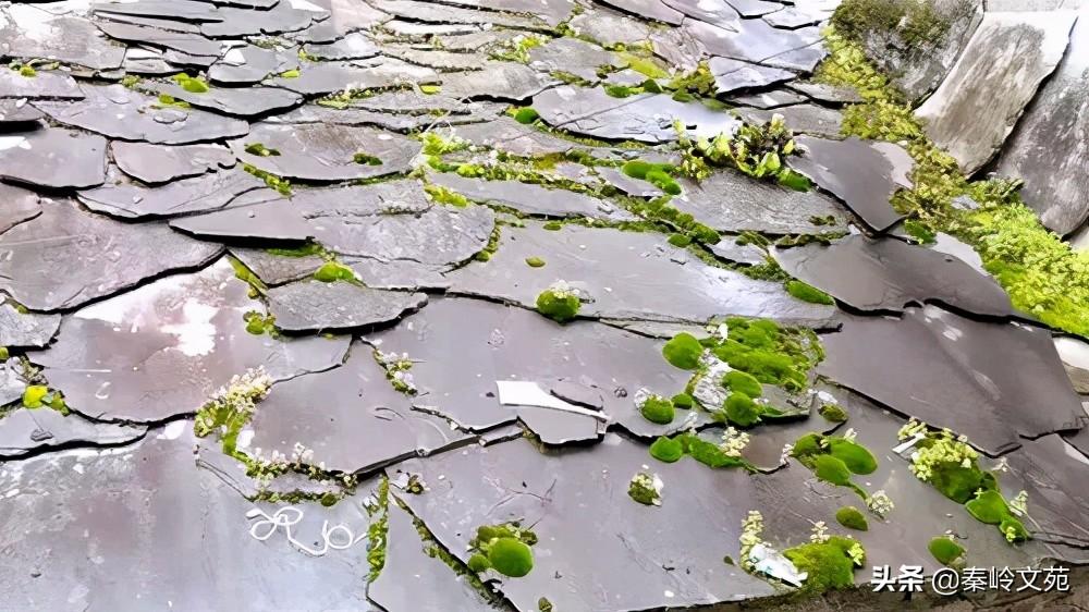 富硒茶顺口溜怎么写(富硒茶诗句)-硒宝网