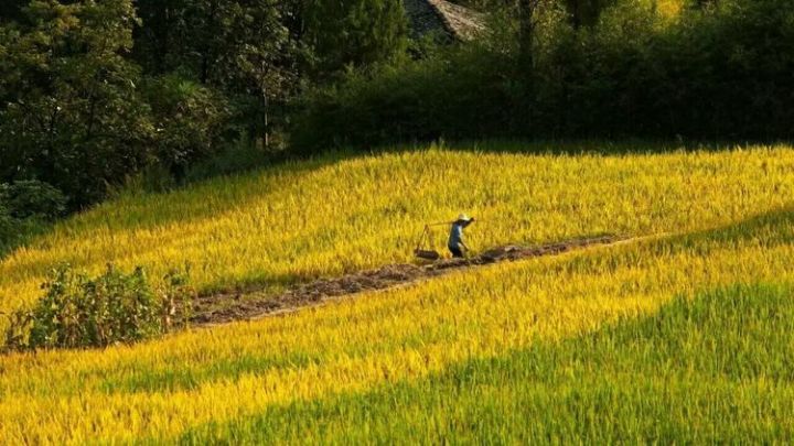 在水一方西安富硒茶（陕西富硒茶的功效与作用）-硒宝网
