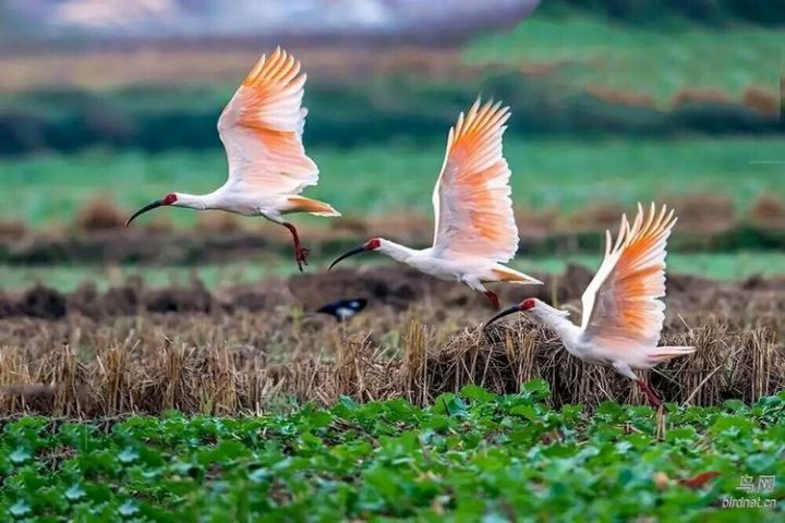 在水一方西安富硒茶（陕西富硒茶的功效与作用）-硒宝网