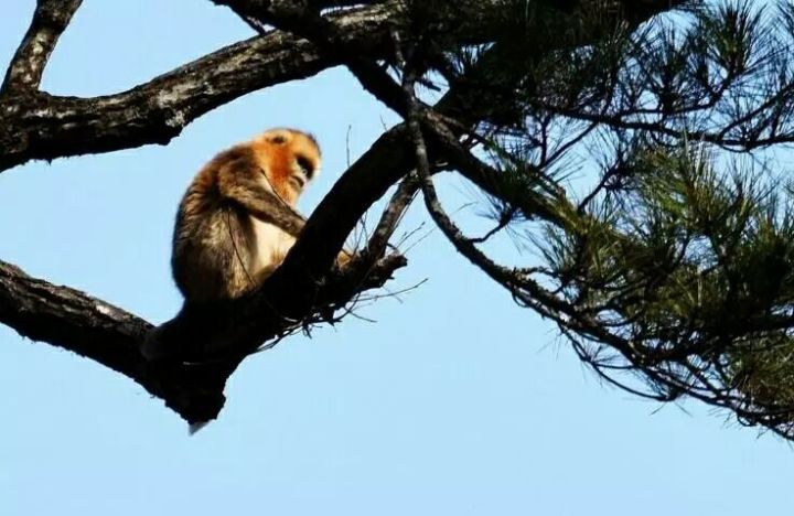 在水一方西安富硒茶（陕西富硒茶的功效与作用）-硒宝网