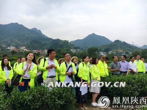 蒿坪镇富硒茶观光园（开阳富硒茶园）-硒宝网