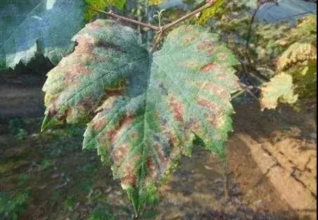 微量元素是什么意思(微量元素定义)-硒宝网