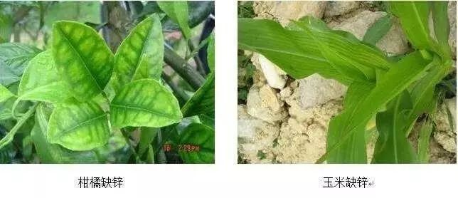 微量元素是什么意思(微量元素定义)-硒宝网