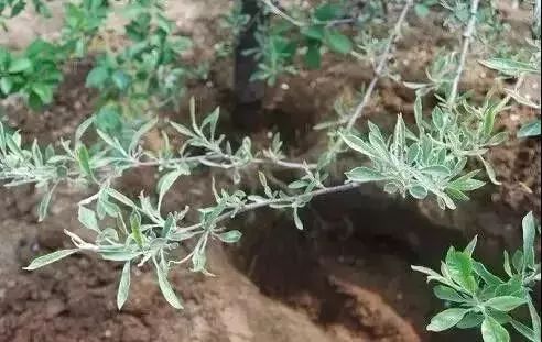 微量元素是什么意思(微量元素定义)-硒宝网