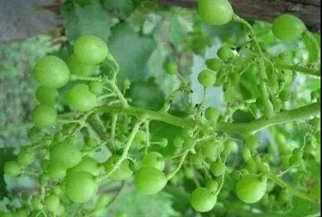 微量元素是什么意思(微量元素定义)-硒宝网