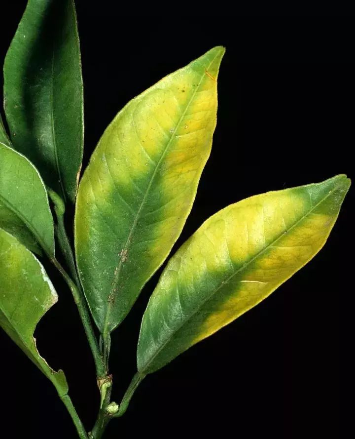 微量元素是什么意思(微量元素定义)-硒宝网