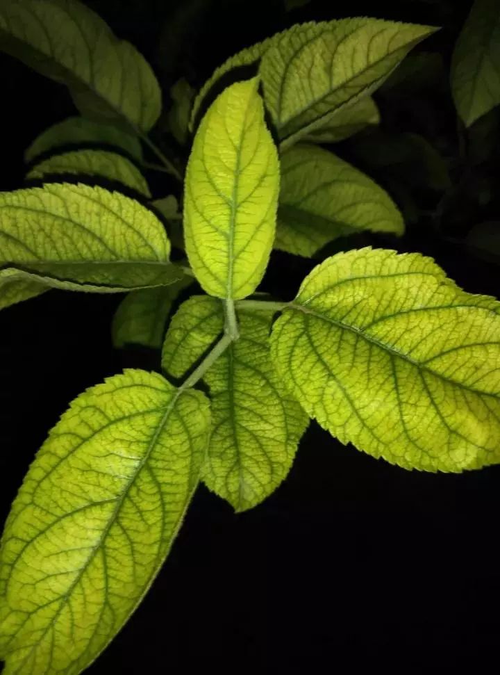 微量元素是什么意思(微量元素定义)-硒宝网