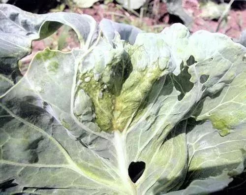 微量元素是什么意思(微量元素定义)-硒宝网