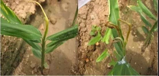 微量元素是什么意思(微量元素定义)-硒宝网