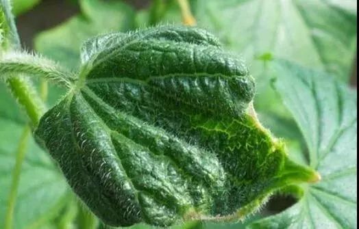 微量元素是什么意思(微量元素定义)-硒宝网