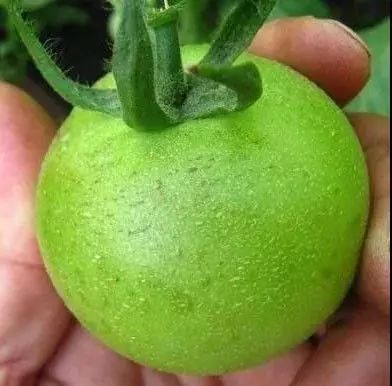 微量元素是什么意思(微量元素定义)-硒宝网