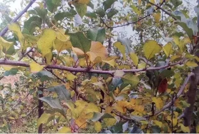 微量元素是什么意思(微量元素定义)-硒宝网