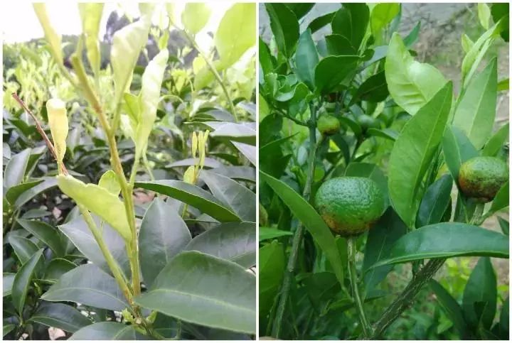 微量元素是什么意思(微量元素定义)-硒宝网