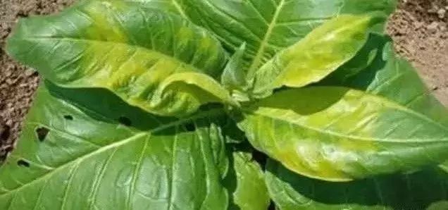 微量元素是什么意思(微量元素定义)-硒宝网