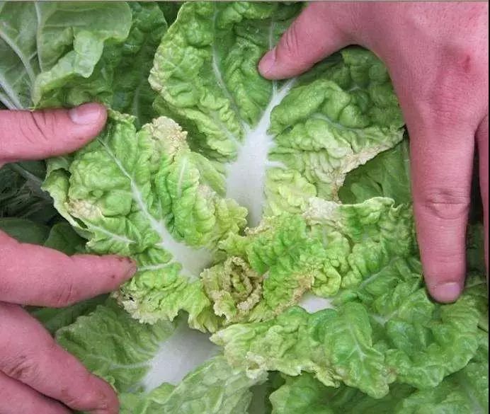 微量元素是什么意思(微量元素定义)-硒宝网