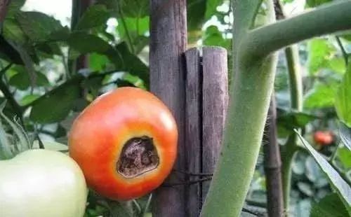 微量元素是什么意思(微量元素定义)-硒宝网