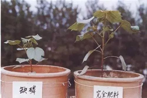 微量元素是什么意思(微量元素定义)-硒宝网