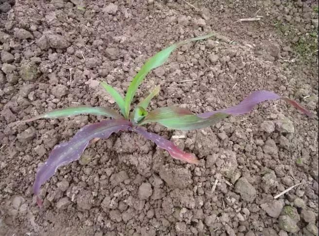 微量元素是什么意思(微量元素定义)-硒宝网