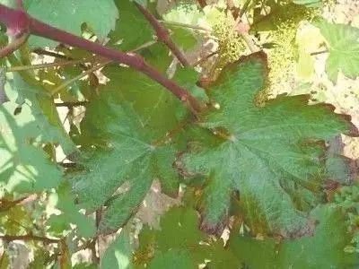 微量元素是什么意思(微量元素定义)-硒宝网